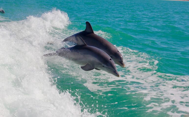 Dolphins - Photo by India Owens from Pexels