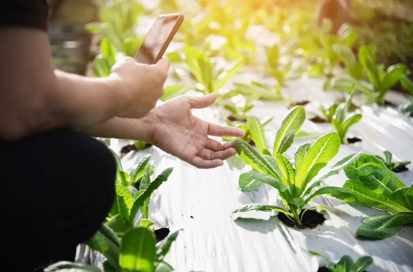  Why Big Data is crucial for modern agriculture